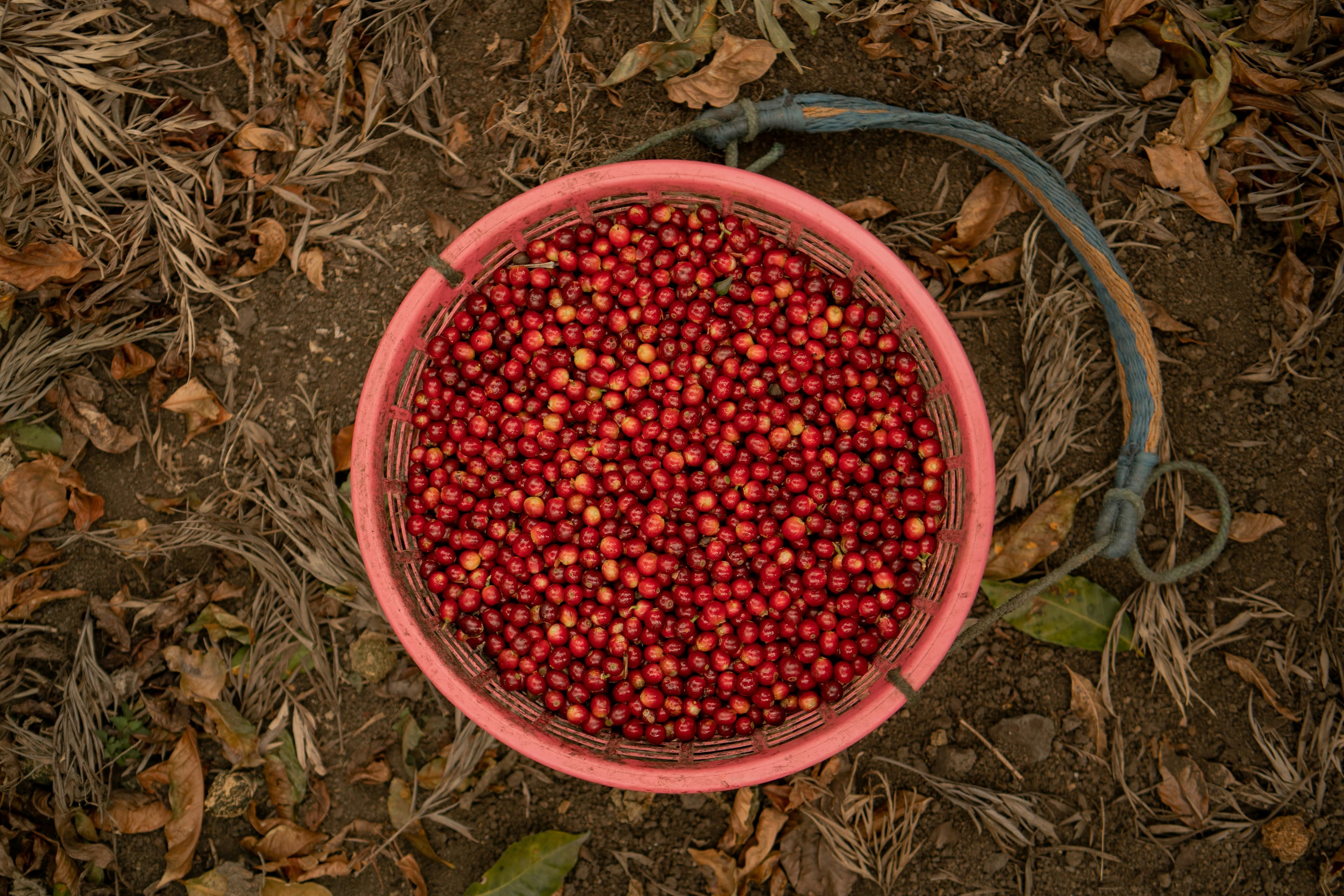 Ripe coffee cherries from Guatemala